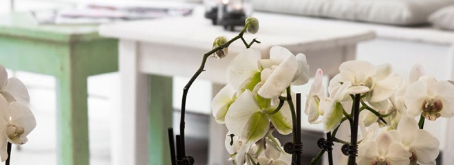 Eyelash Extensions i Aarhus